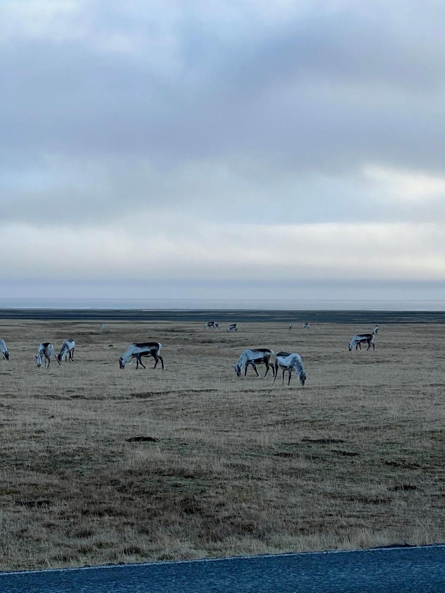 Vagnsstadir Hostel Borgarhöfn Exteriér fotografie